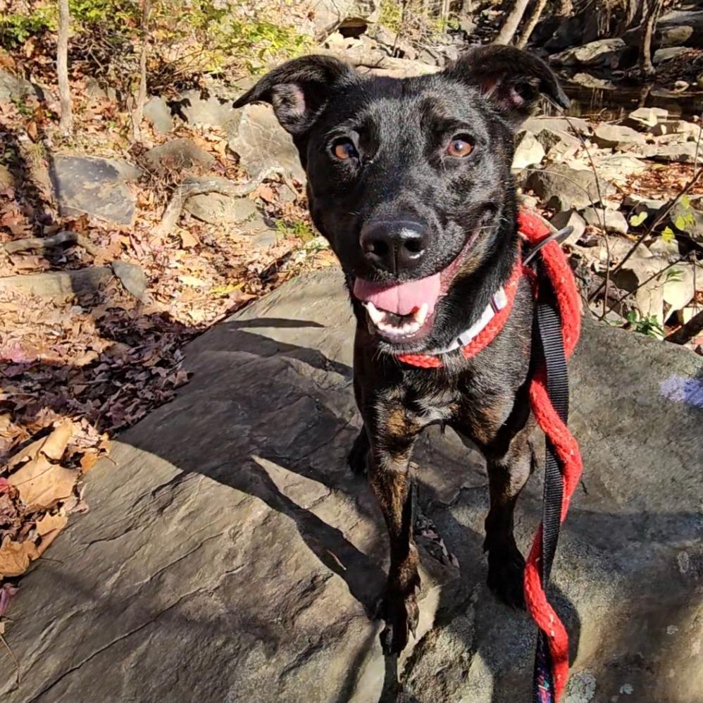 Enlarge Lottie - Adoption Fee Sponsored in Full, a Adoptable Mixed Breed in Alexandria, VA image 4/6