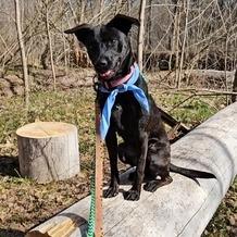 Enlarge Lottie - Adoption Fee Sponsored in Full, a Adoptable Mixed Breed in Alexandria, VA image 5/6