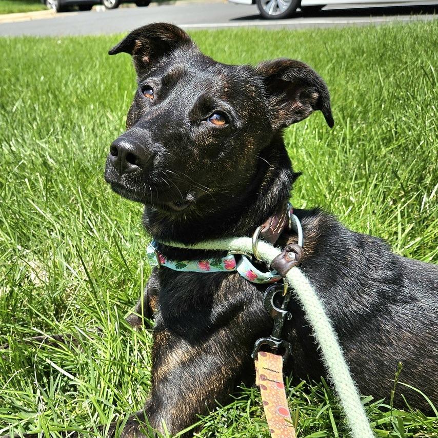 Enlarge Lottie - Adoption Fee Sponsored in Full, a Adoptable Mixed Breed in Alexandria, VA image 6/6