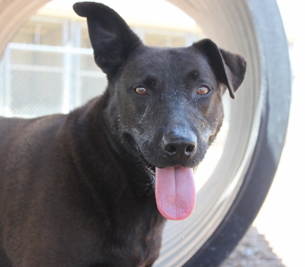 Mystery, a Adoptable mixed breed in Wynne, AR image 1/8