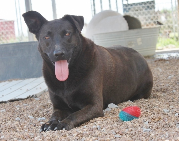 Mystery, a Adoptable mixed breed in Wynne, AR image 2/8