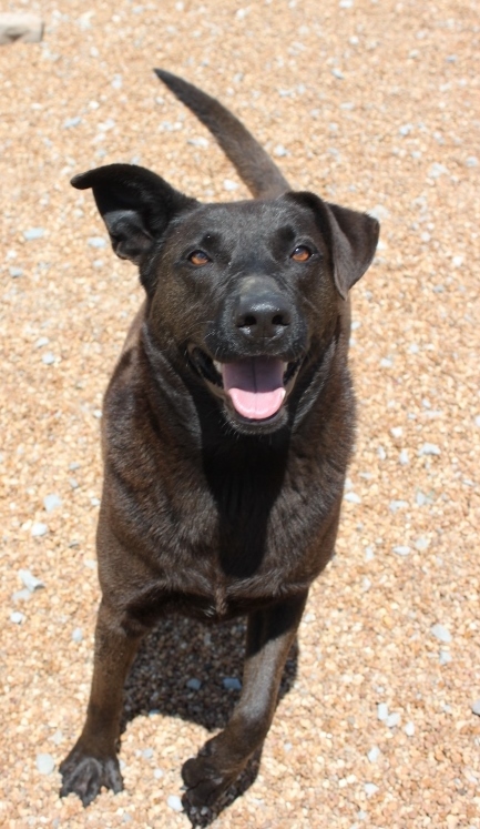 Mystery, a Adoptable mixed breed in Wynne, AR image 3/8