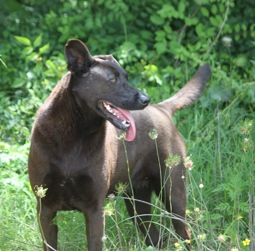 Mystery, a Adoptable mixed breed in Wynne, AR image 4/8