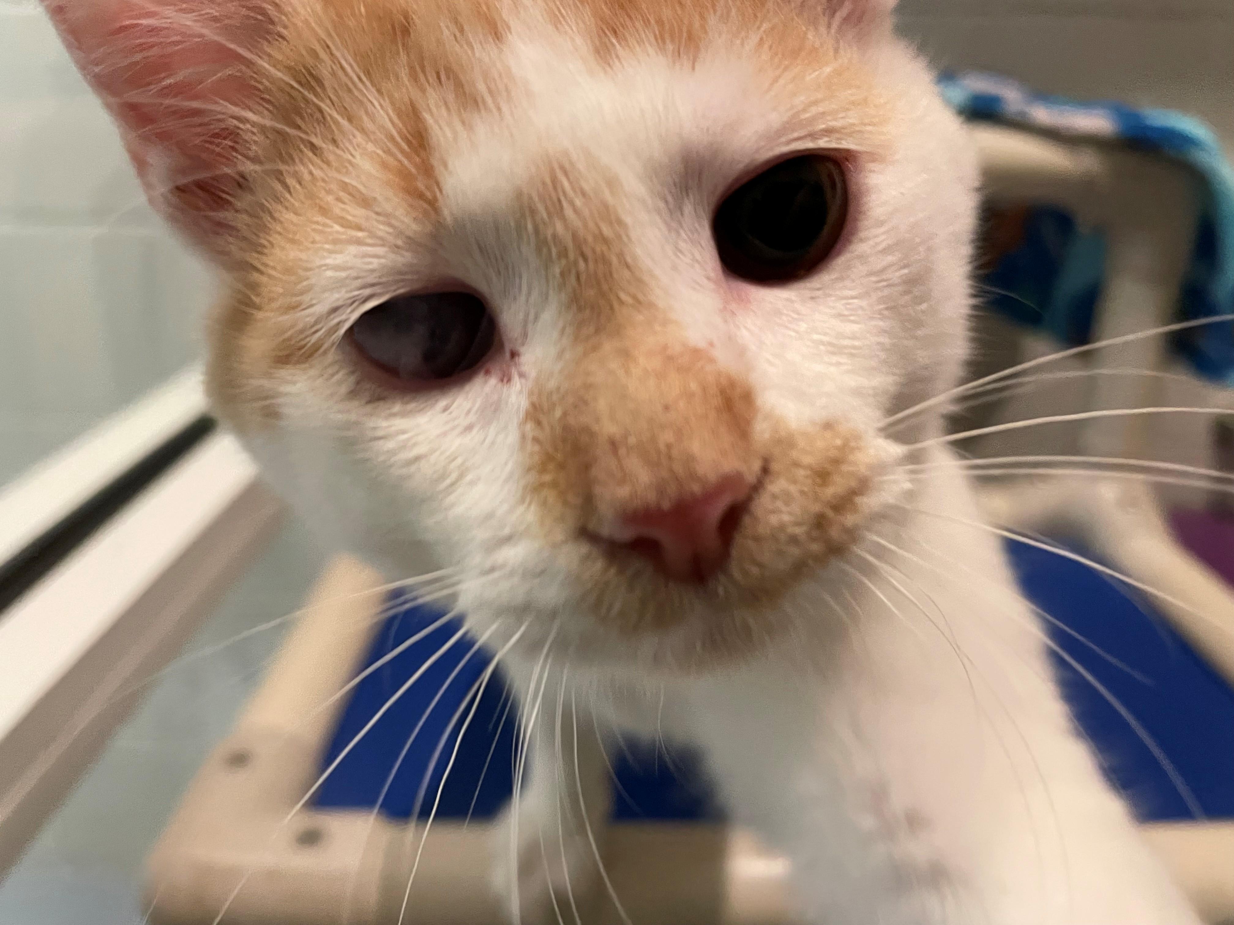 Squirt, an adopted Domestic Short Hair in Columbus, IN image 3/3