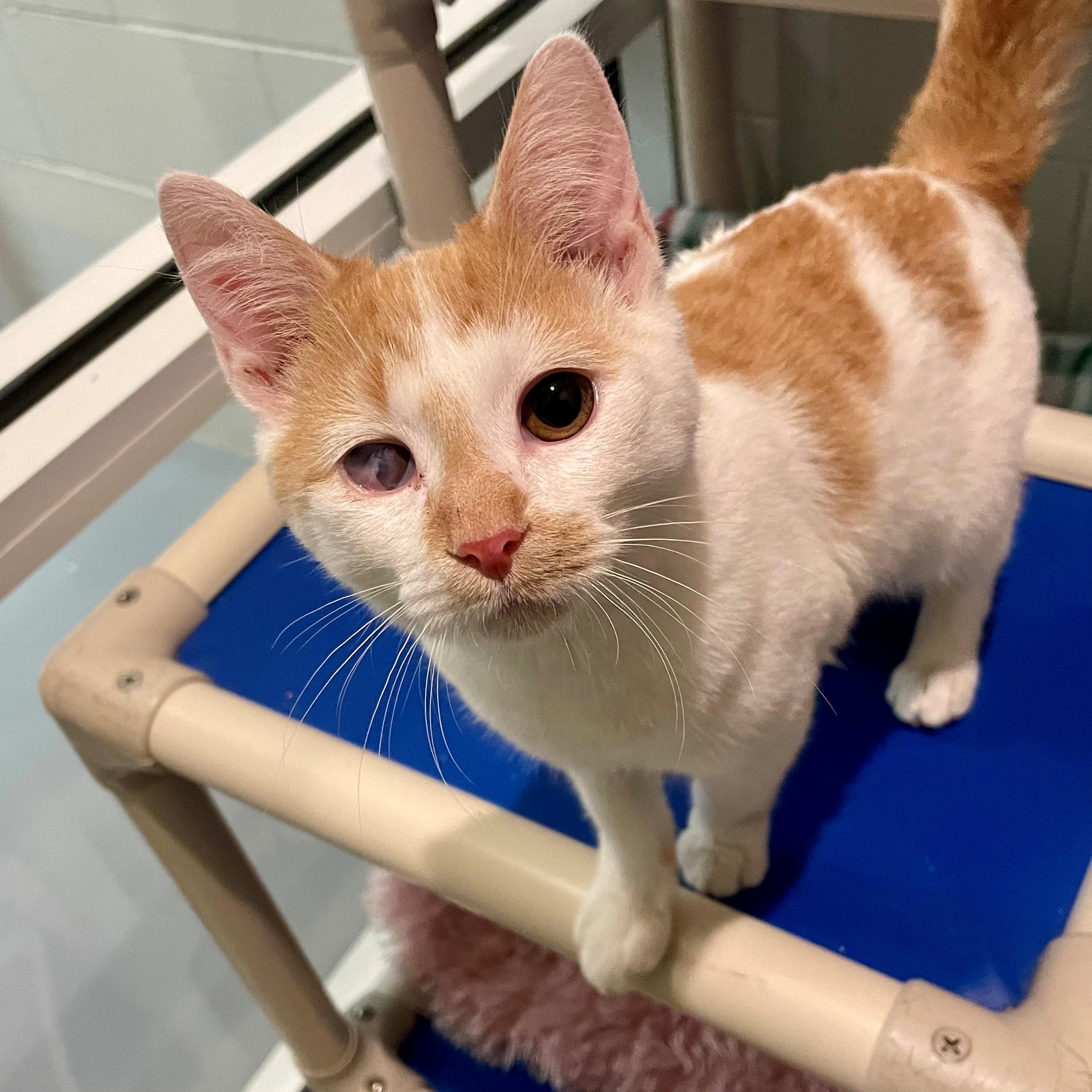 Squirt, an adopted Domestic Short Hair in Columbus, IN image 2/3