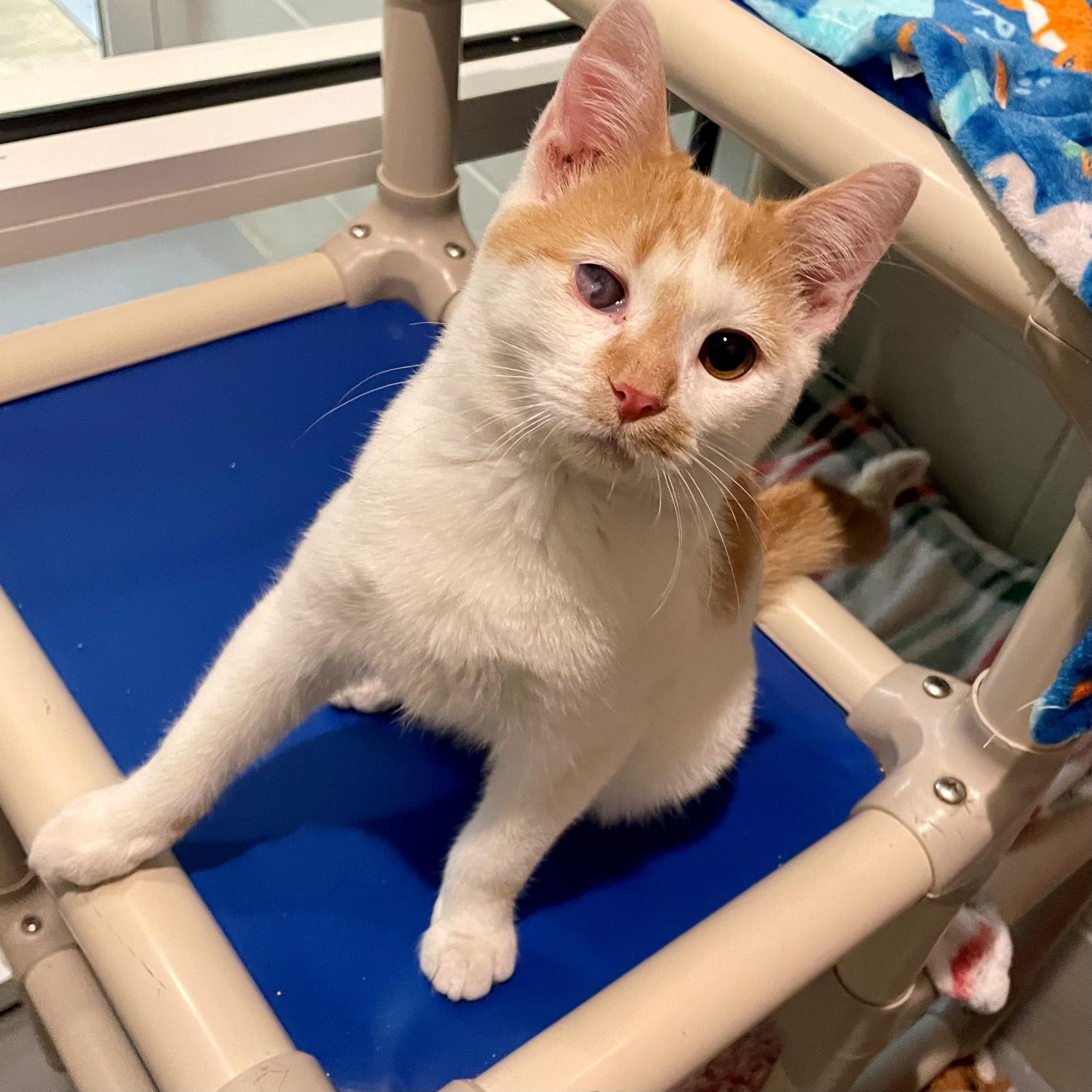 Squirt, an adopted Domestic Short Hair in Columbus, IN image 1/3