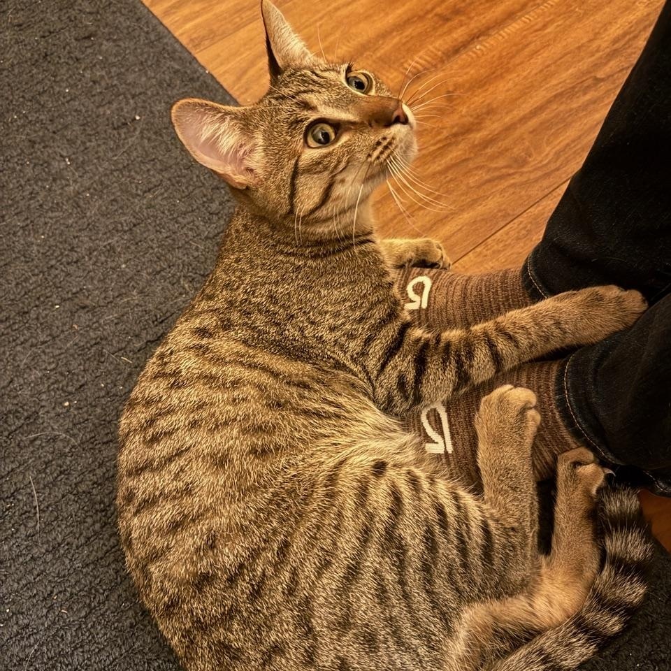 Enlarge Jerry, a Adoptable mixed breed in Springfield, OR image 5/5