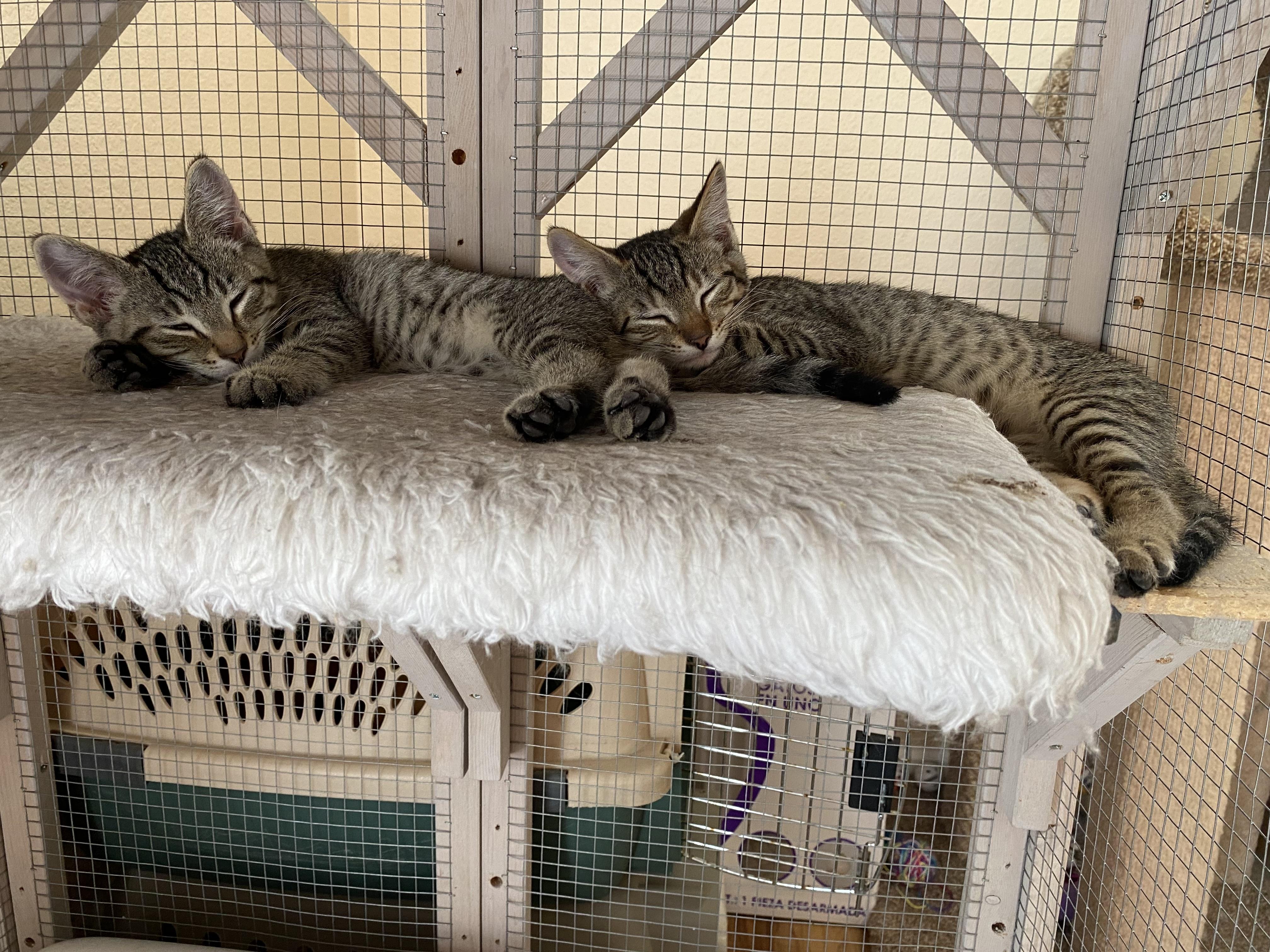 Enlarge Jerry, a Adoptable mixed breed in Springfield, OR image 4/5