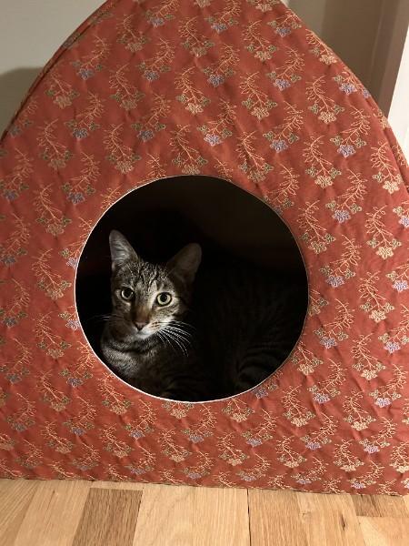 Enlarge Jerry, a Adoptable mixed breed in Springfield, OR image 3/5