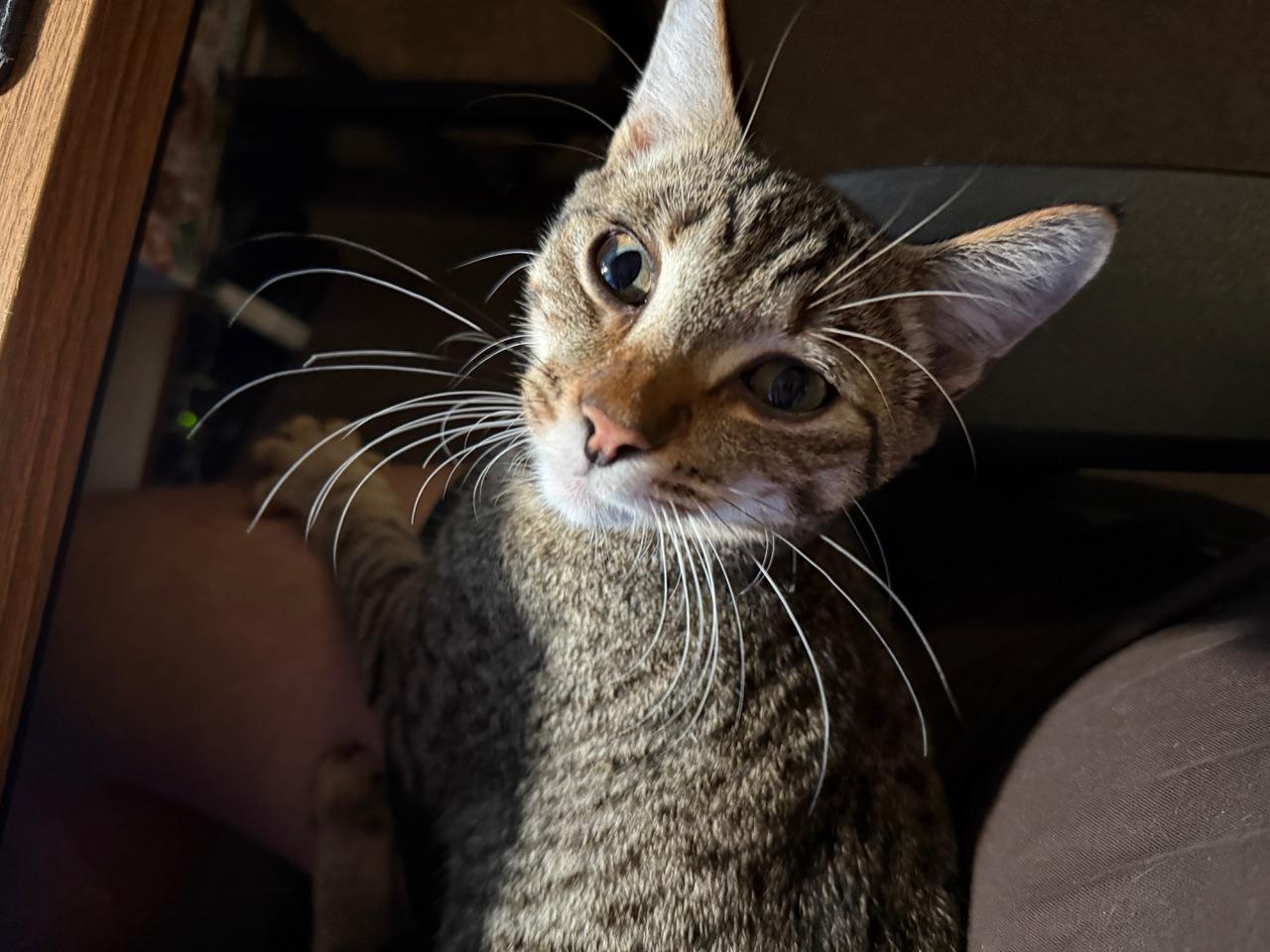 Enlarge Jerry, a Adoptable mixed breed in Springfield, OR image 2/5