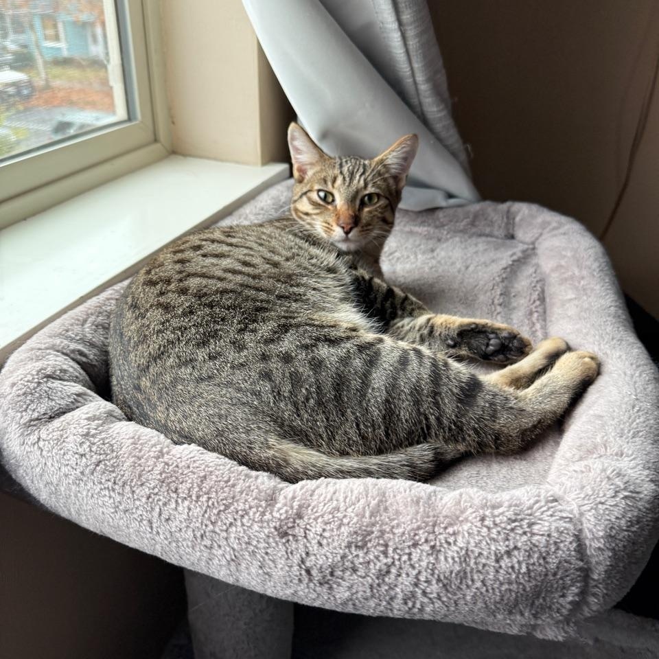 Jerry, Adoptable, Kitten Male Tabby & Domestic Short Hair.