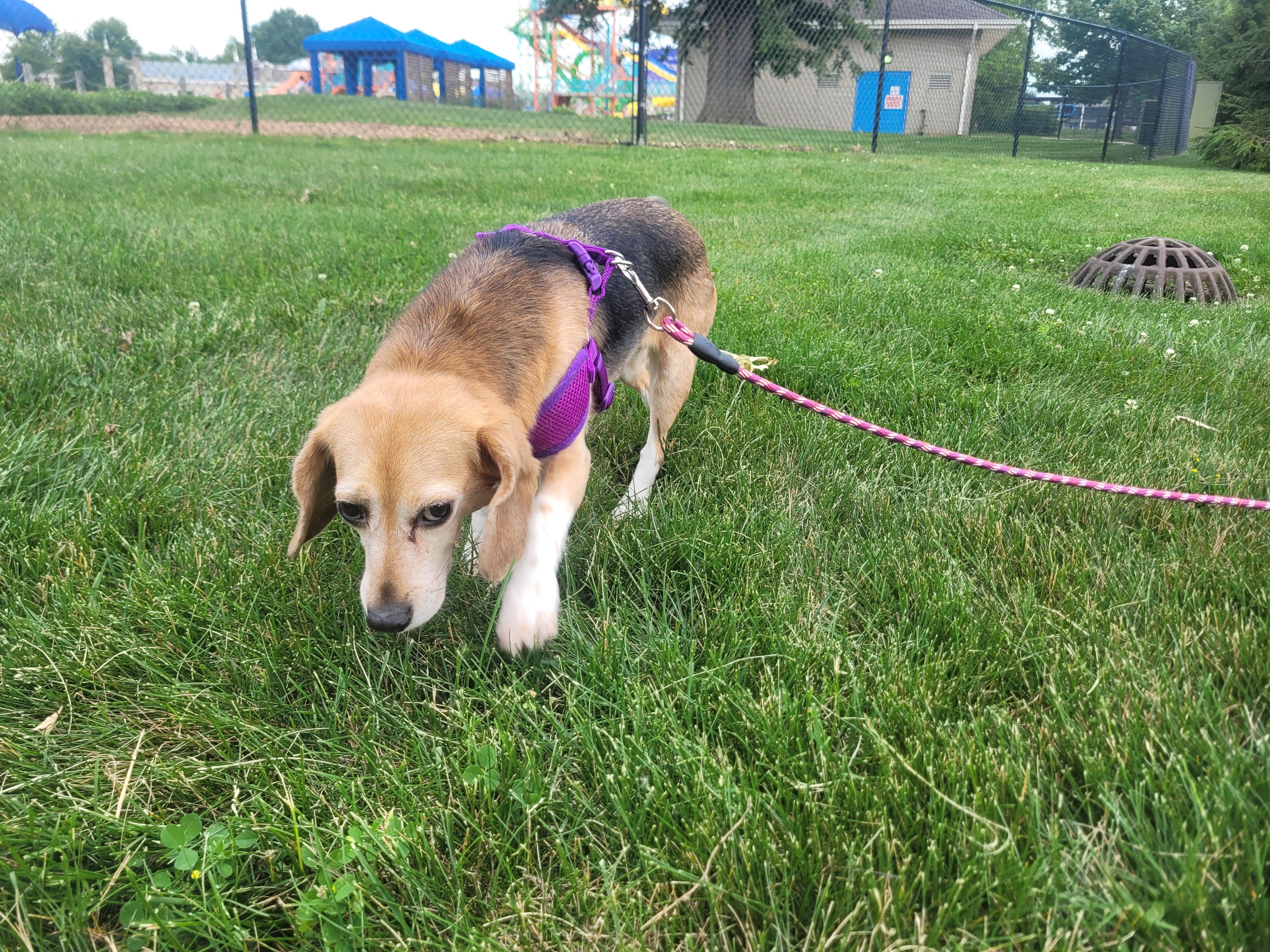 Jelly, Adopted, Adult Female Beagle.
