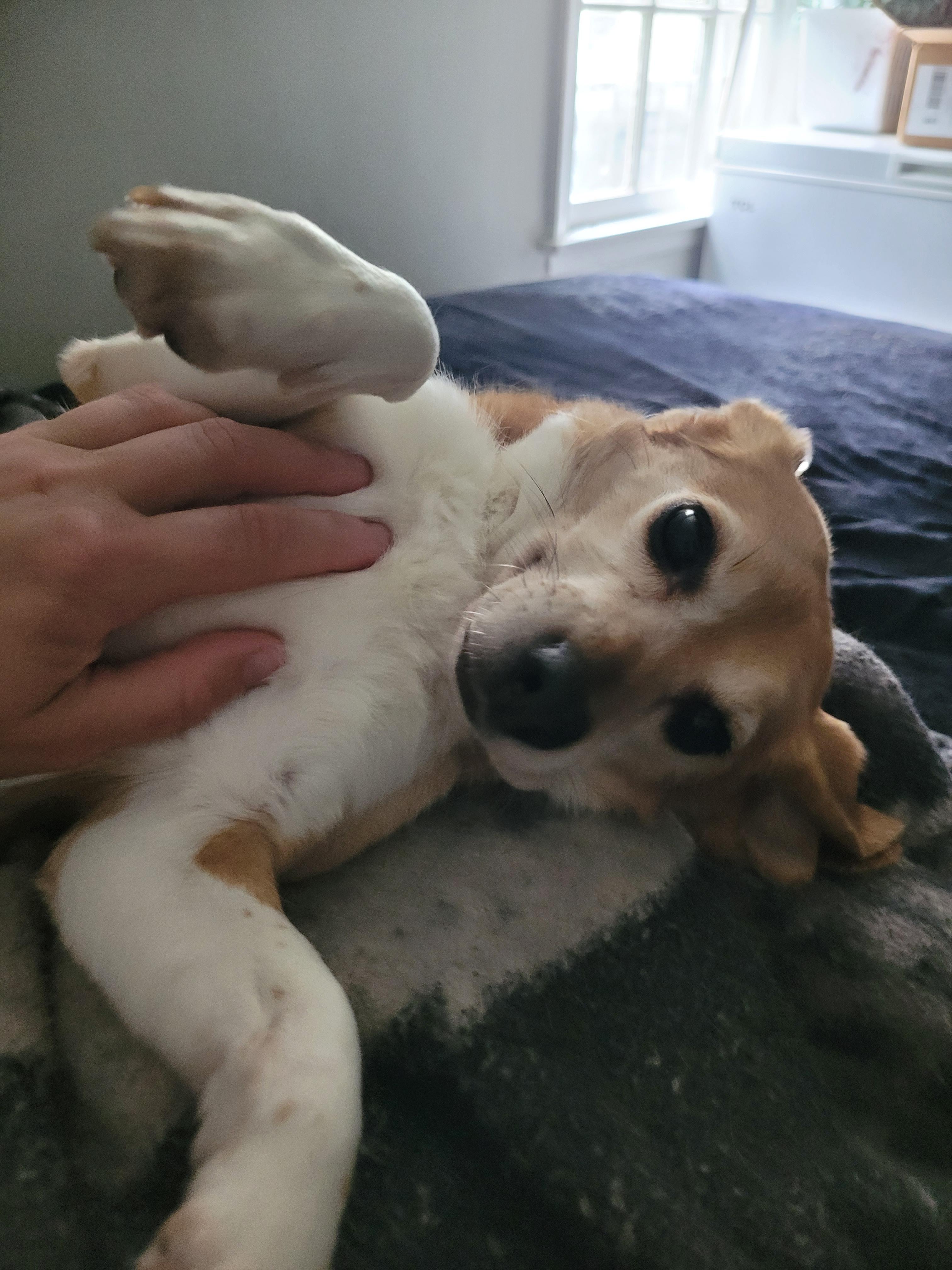 Enlarge Jelly, a Adopted Beagle in Grayslake, IL image 3/3