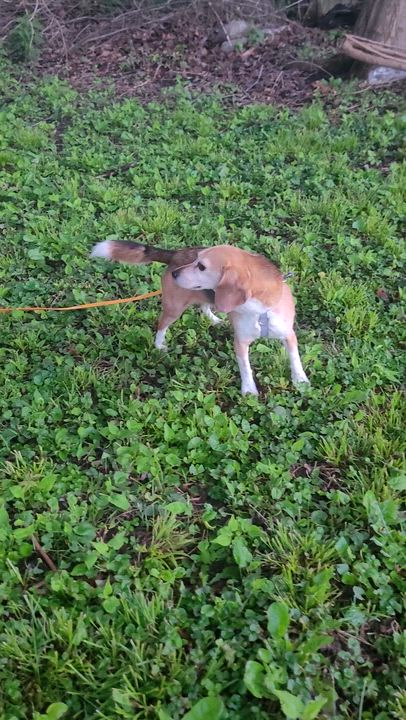 Enlarge Jelly, a Adopted Beagle in Grayslake, IL video 1/3