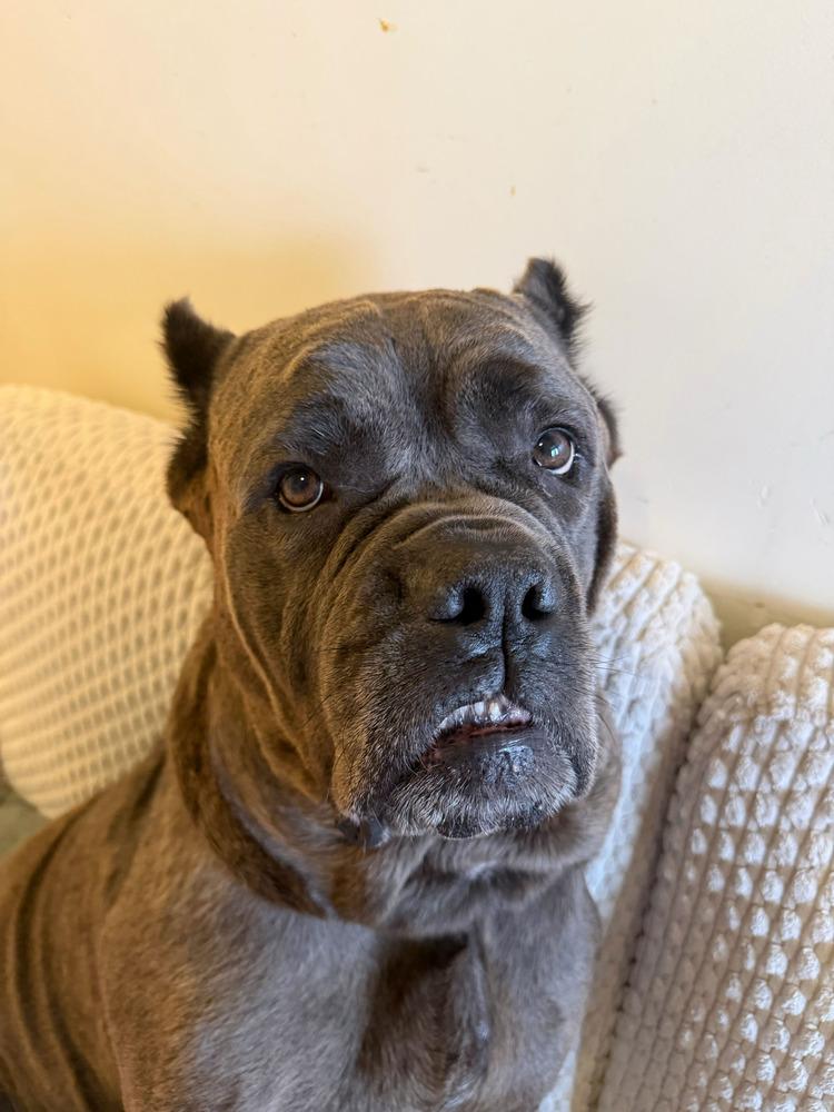 Enlarge Leona, a Adoptable mixed breed in New York, NY image 1/5