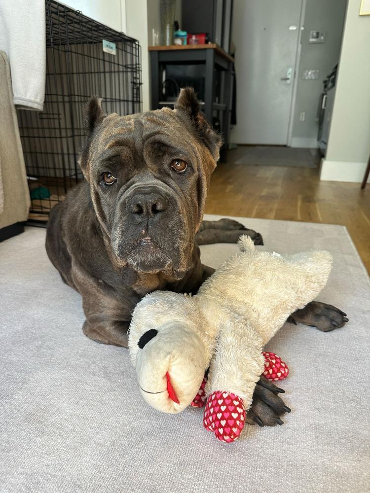 Enlarge Leona, a Adoptable mixed breed in New York, NY image 2/5