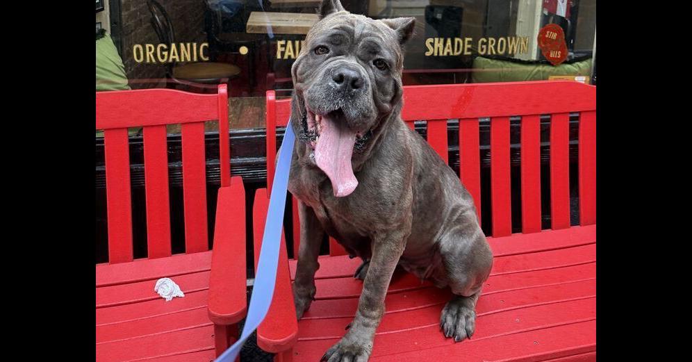 Enlarge Leona, a Adoptable mixed breed in New York, NY image 3/5