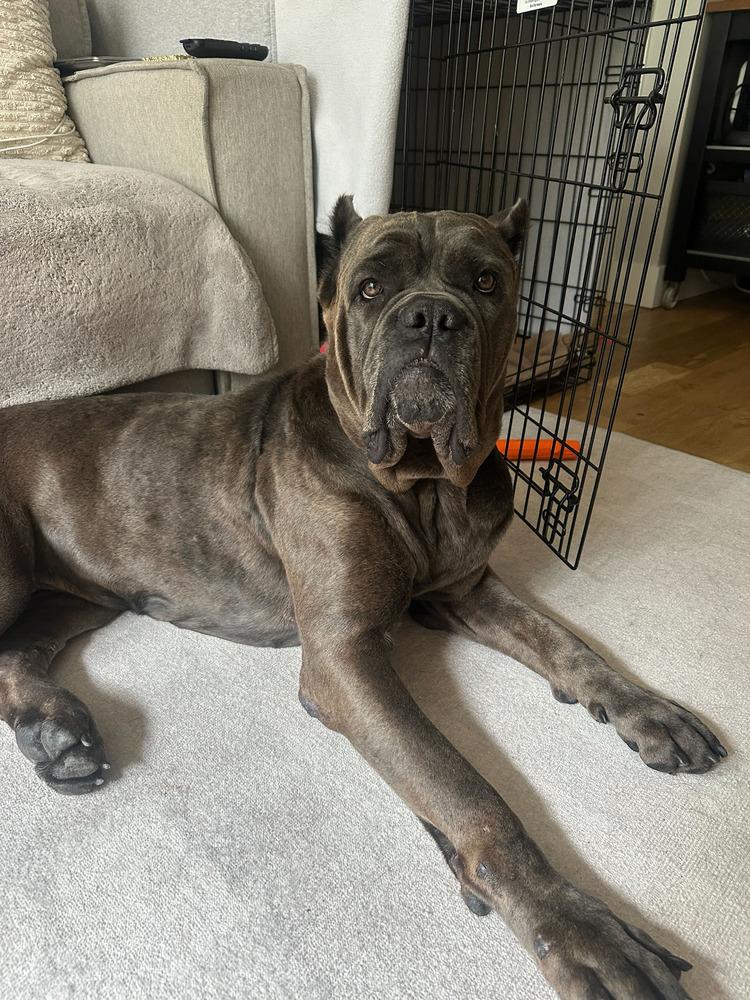 Enlarge Leona, a Adoptable mixed breed in New York, NY image 4/5