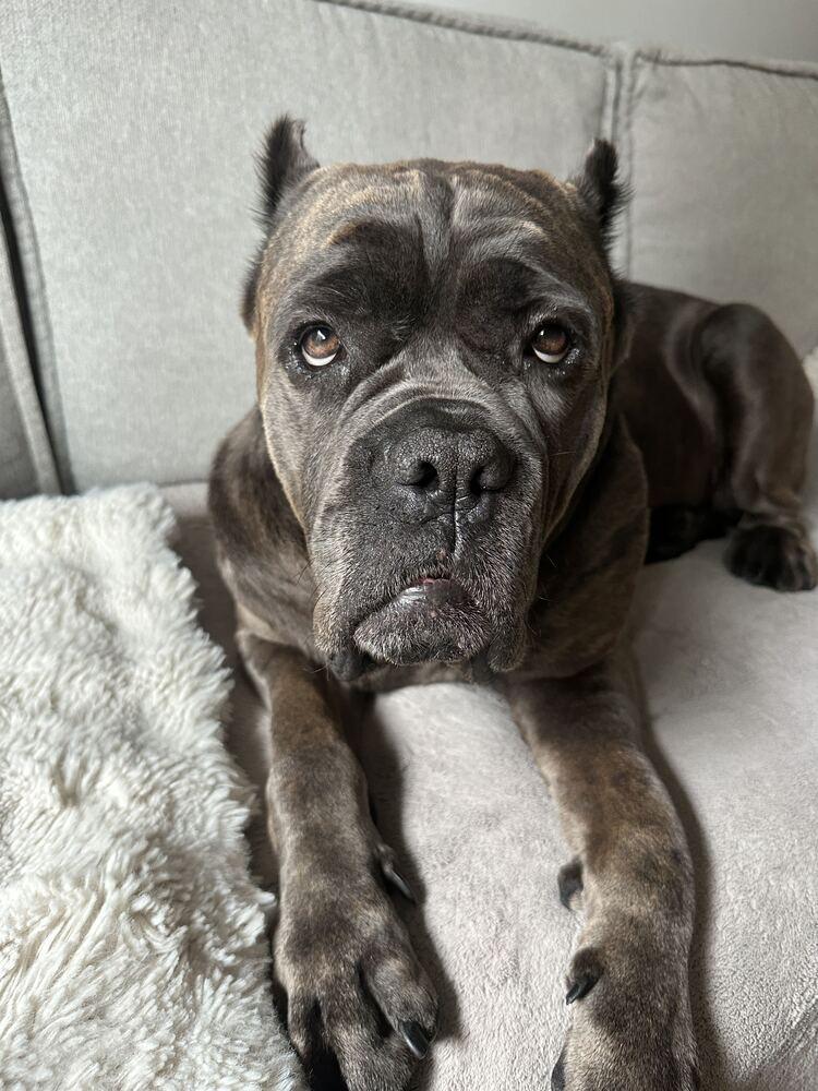 Enlarge Leona, a Adoptable mixed breed in New York, NY image 5/5