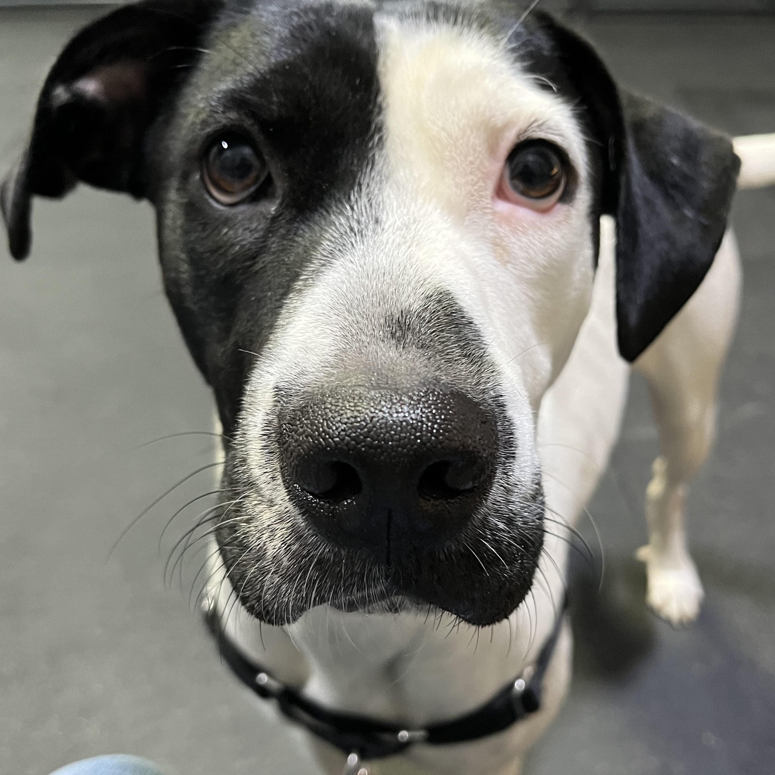 Enlarge Esther, a Adopted mixed breed in Hollis, NH image 5/6