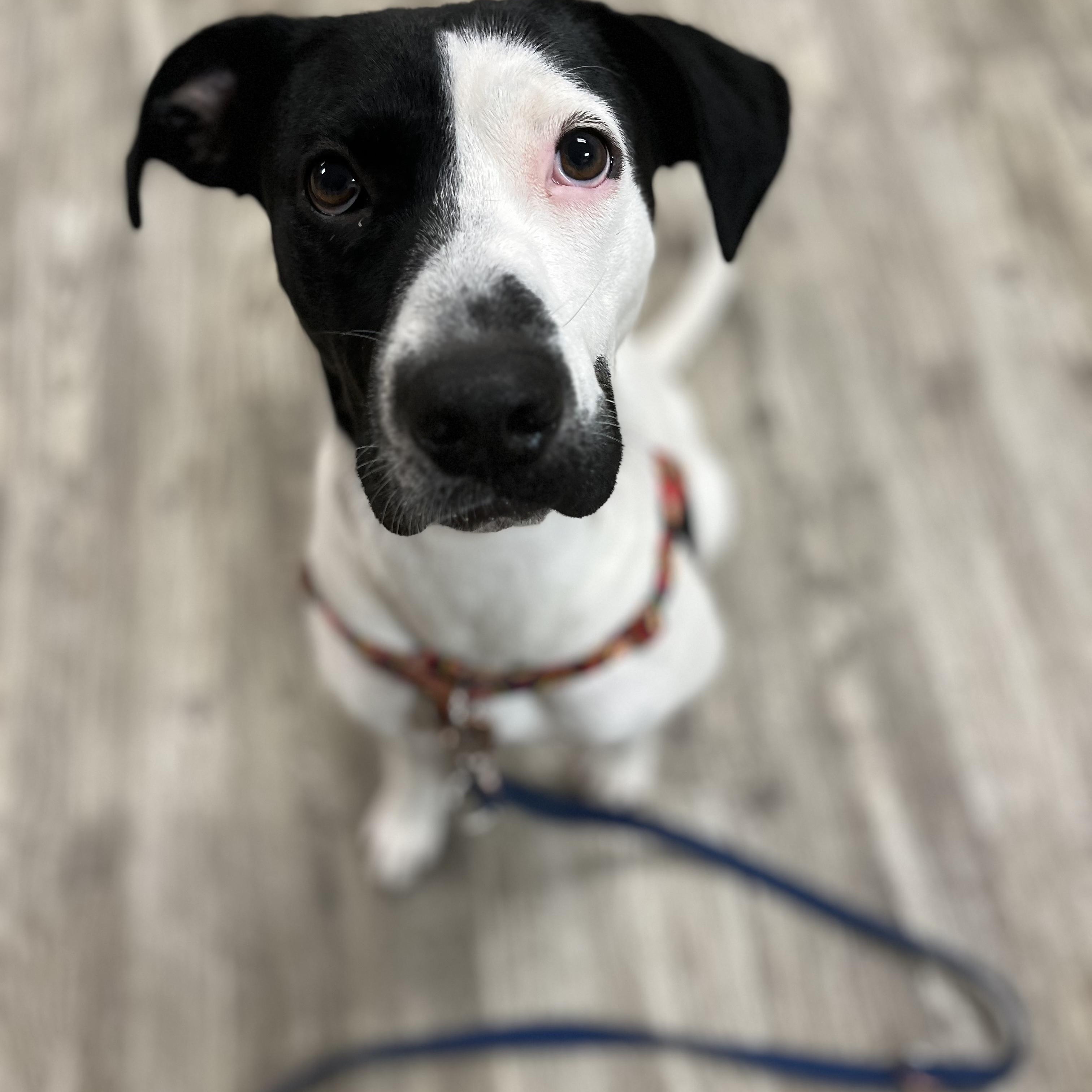 Esther, Adopted, Adult Female English Pointer & Boxer.