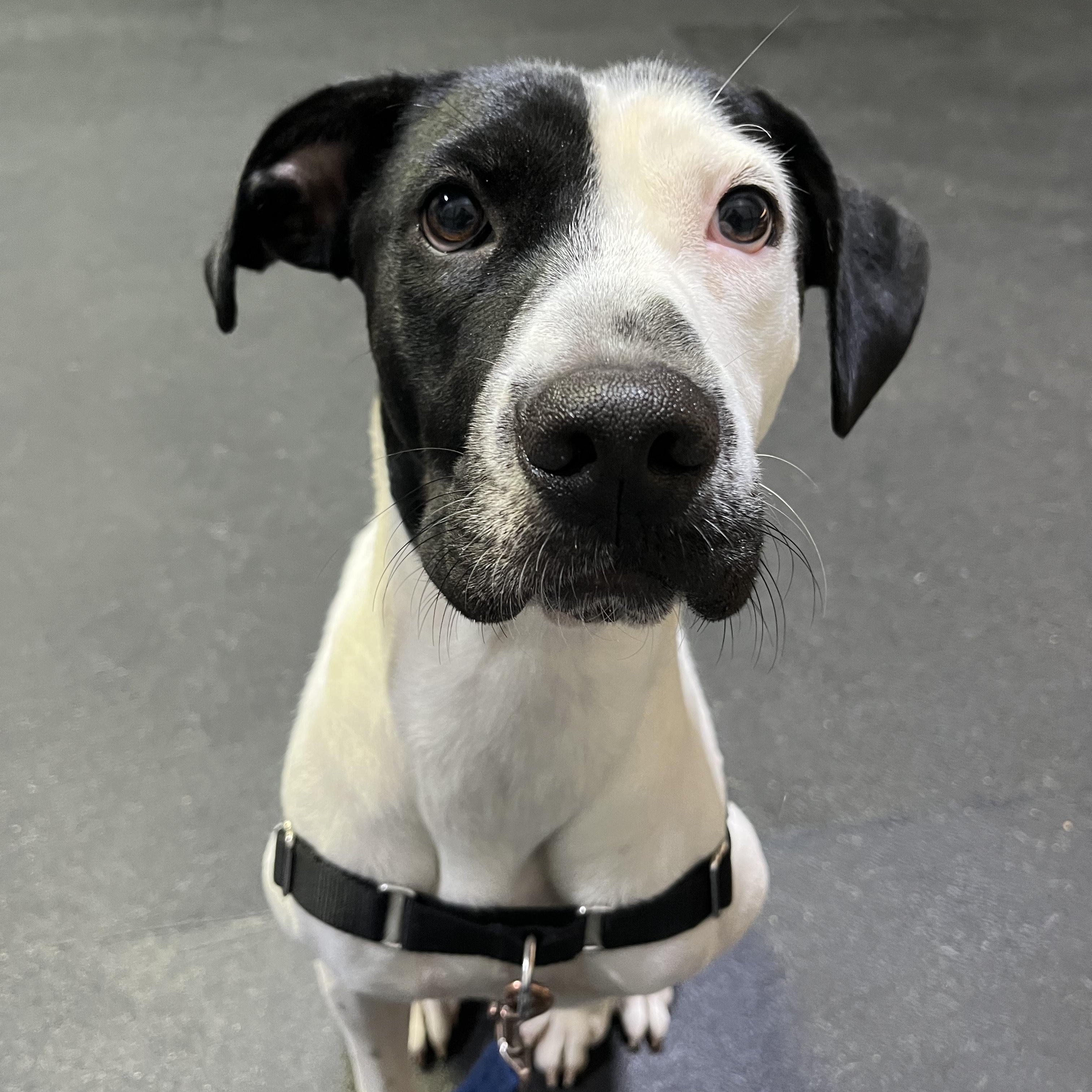 Enlarge Esther, a Adopted mixed breed in Hollis, NH image 4/6