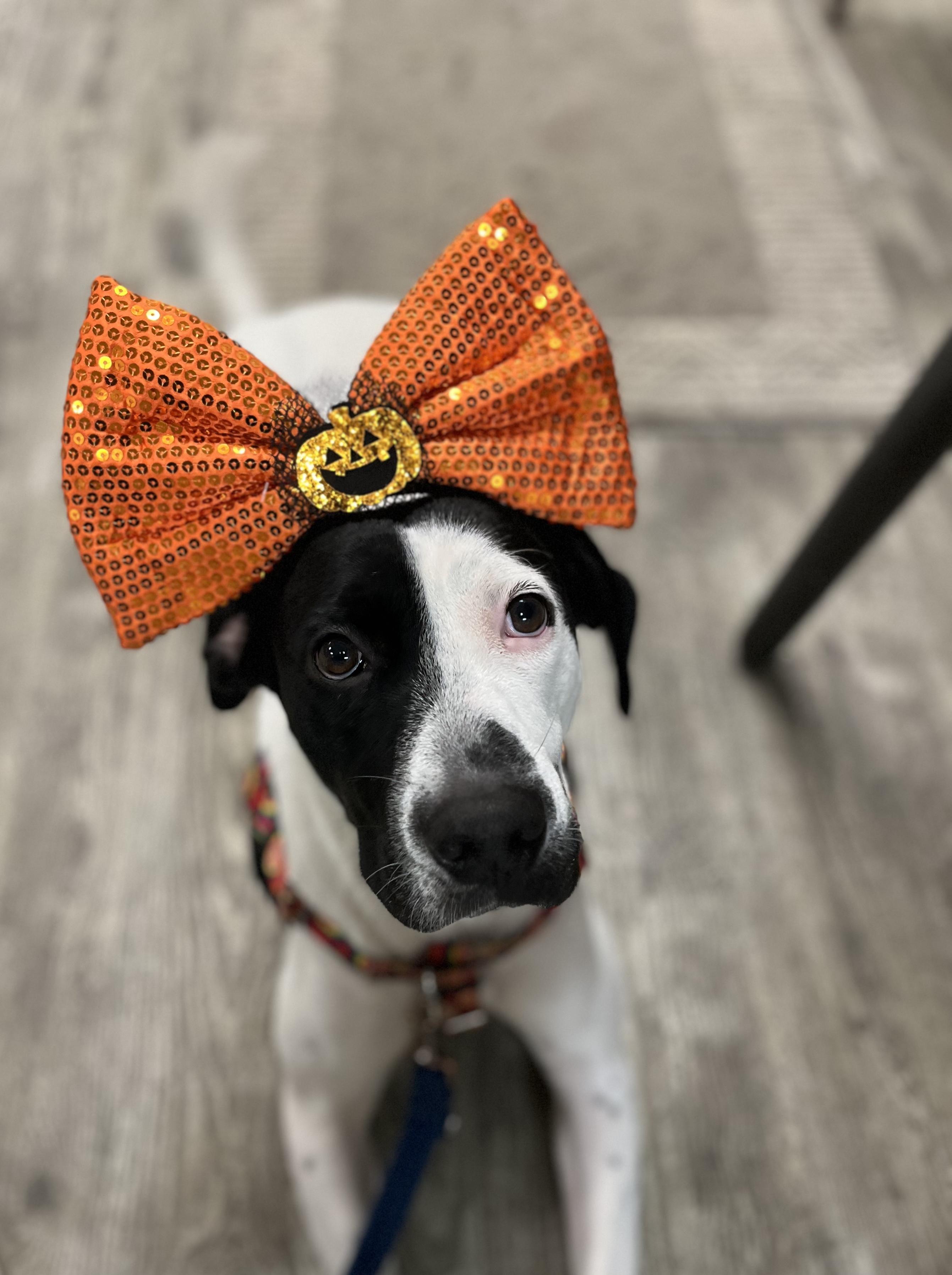 Enlarge Esther, a Adopted mixed breed in Hollis, NH image 2/6