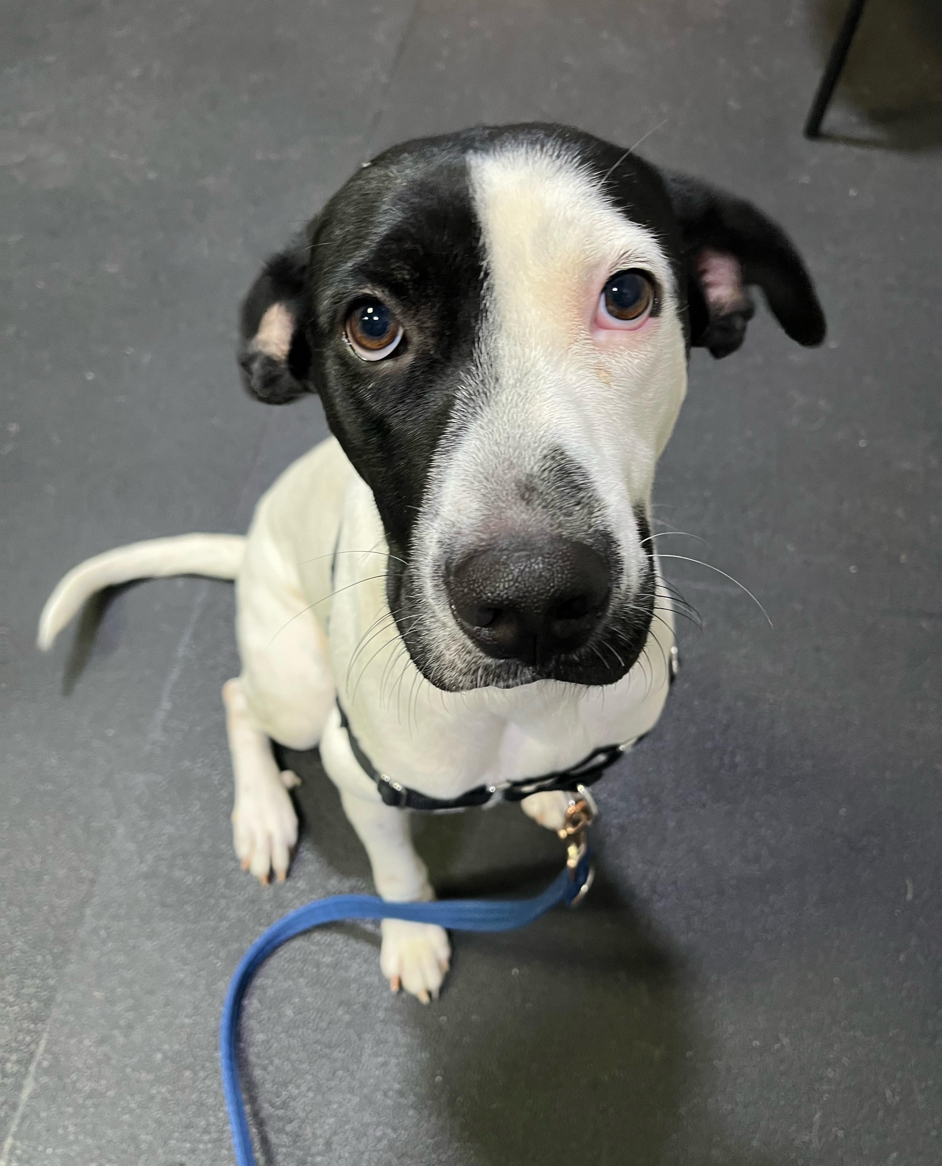 Enlarge Esther, a Adopted mixed breed in Hollis, NH image 6/6