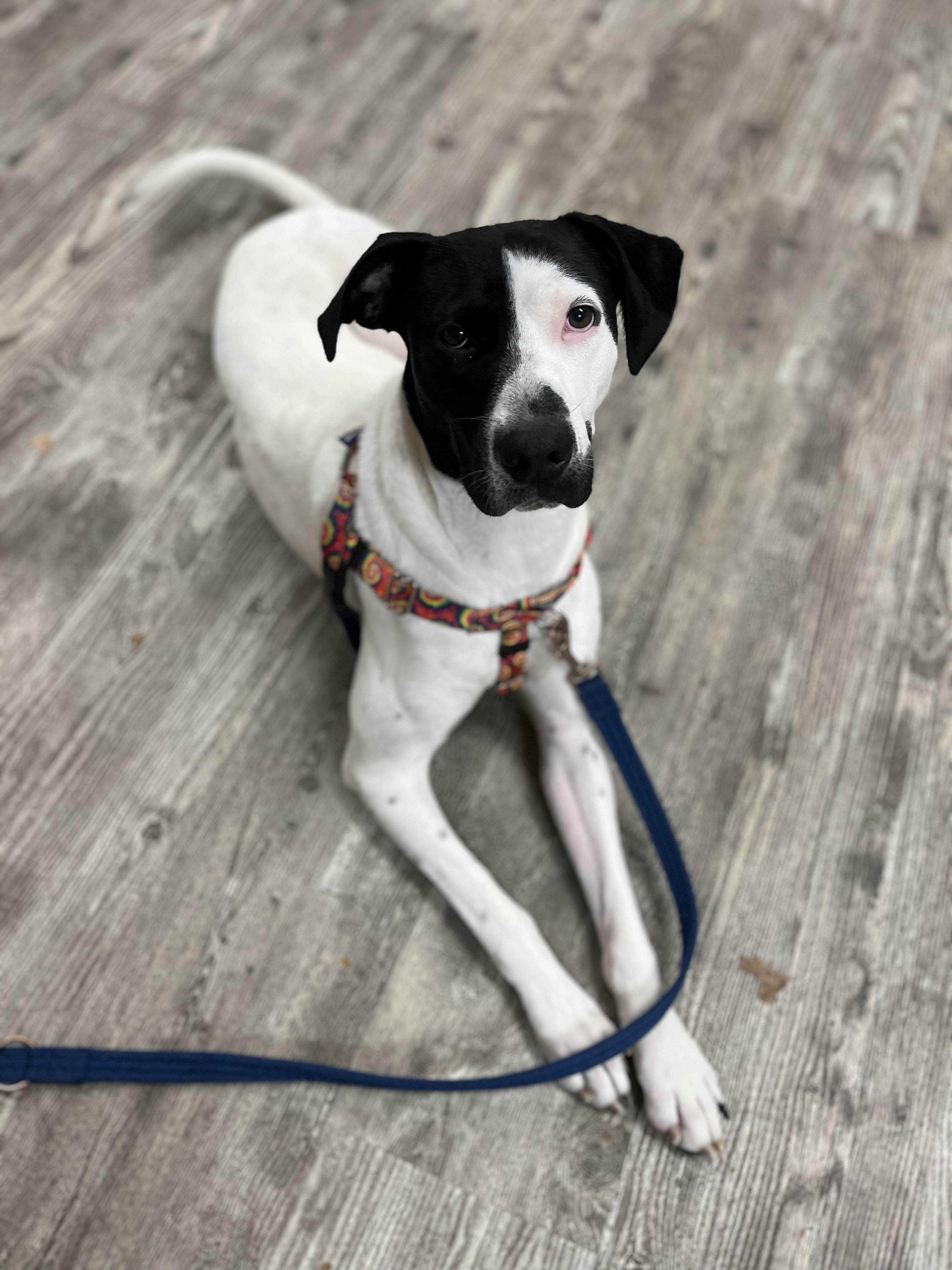 Enlarge Esther, a Adopted mixed breed in Hollis, NH image 3/6