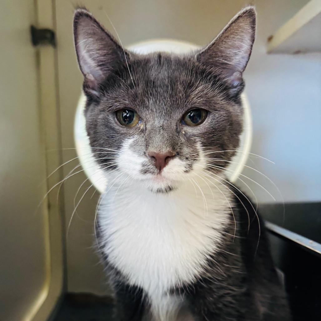 Enlarge Ranger, a Adoptable Domestic Short Hair in Woodbury, NJ image 1/3