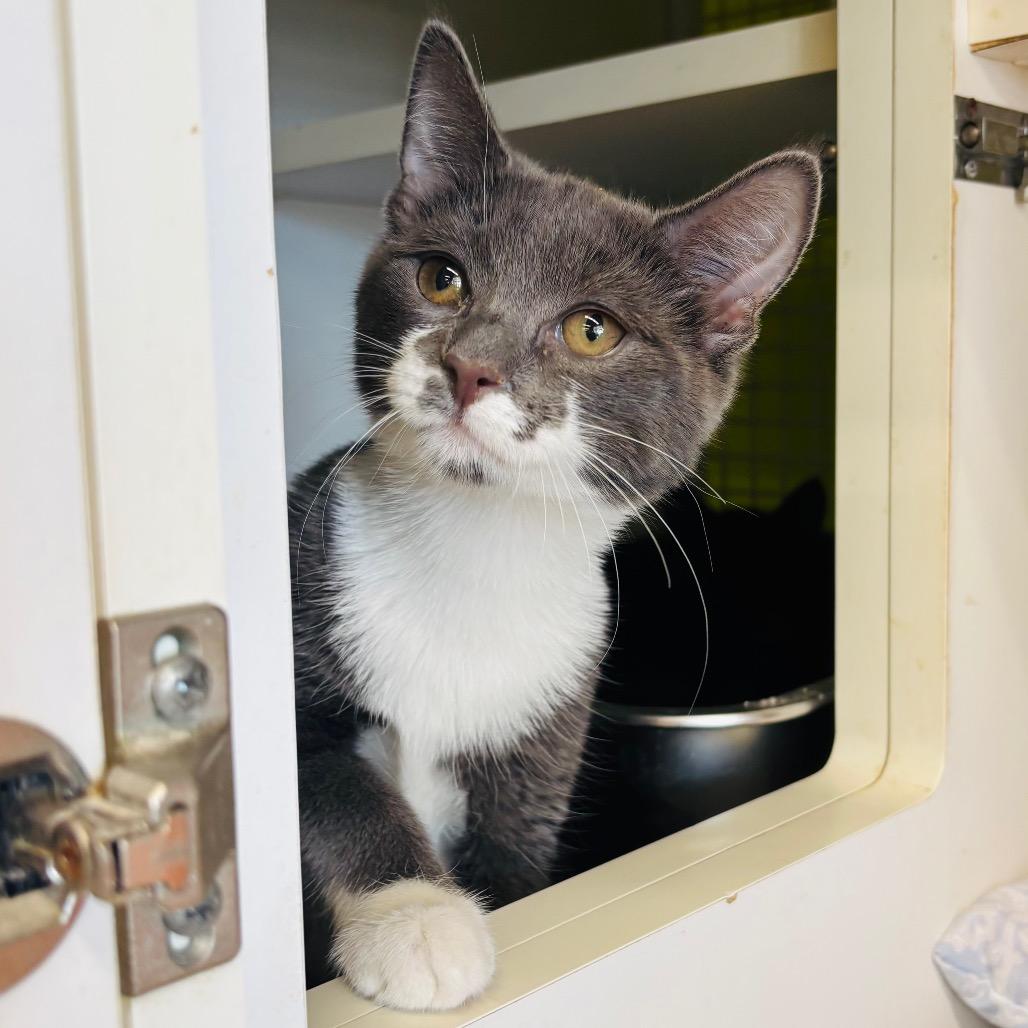 Enlarge Ranger, a Adoptable Domestic Short Hair in Woodbury, NJ image 2/3