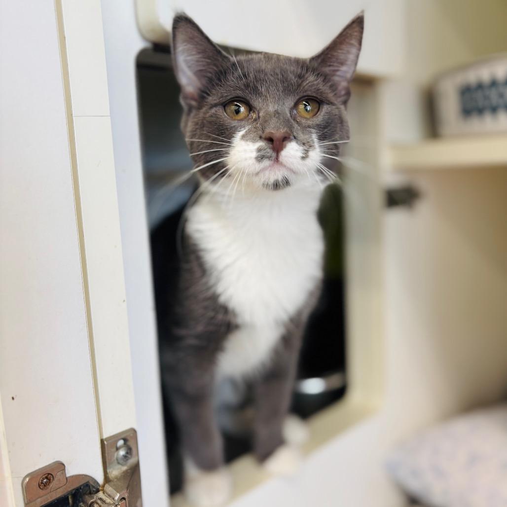 Enlarge Ranger, a Adoptable Domestic Short Hair in Woodbury, NJ image 3/3