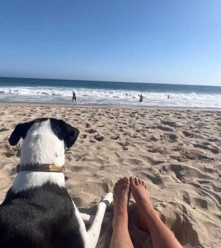 Enlarge Nopal, a Adoptable mixed breed in San Diego, CA image 1/6