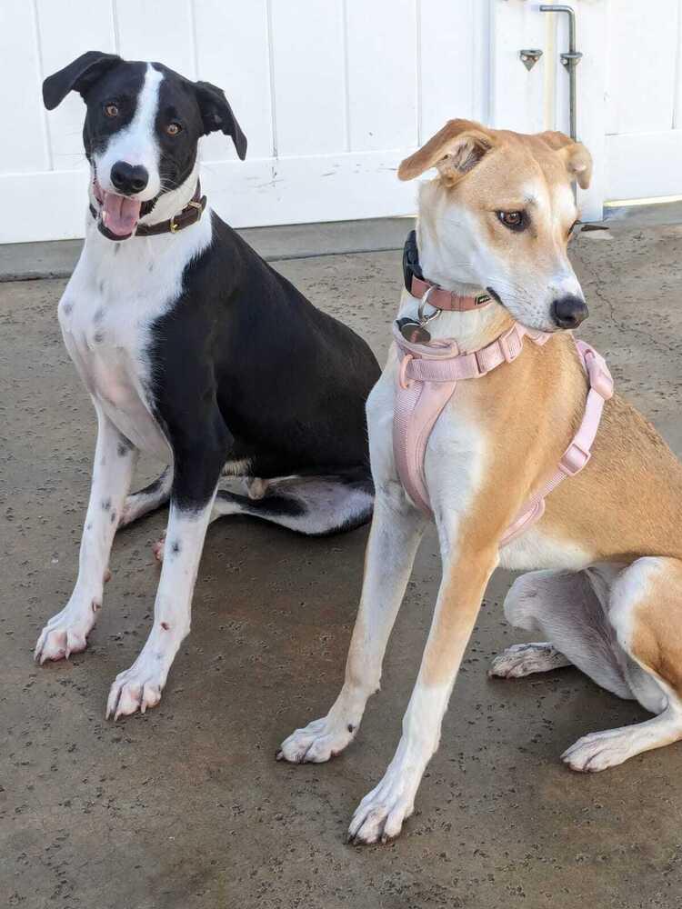 Enlarge Nopal, a Adoptable mixed breed in San Diego, CA image 2/6