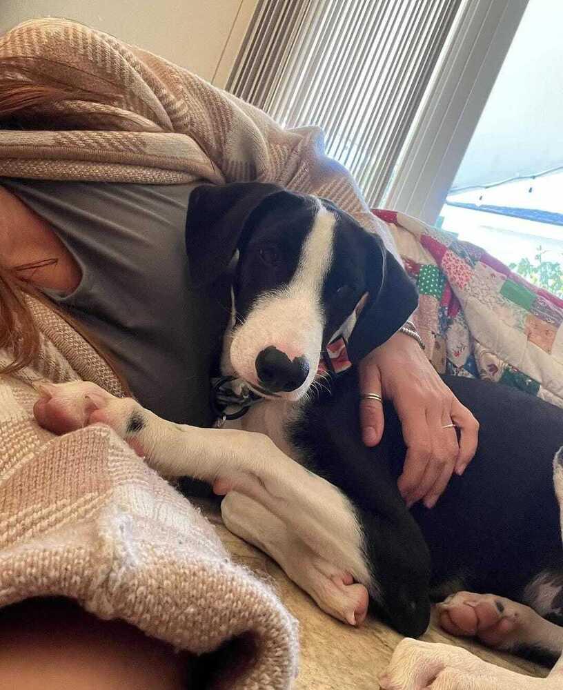 Enlarge Nopal, a Adoptable mixed breed in San Diego, CA image 3/6