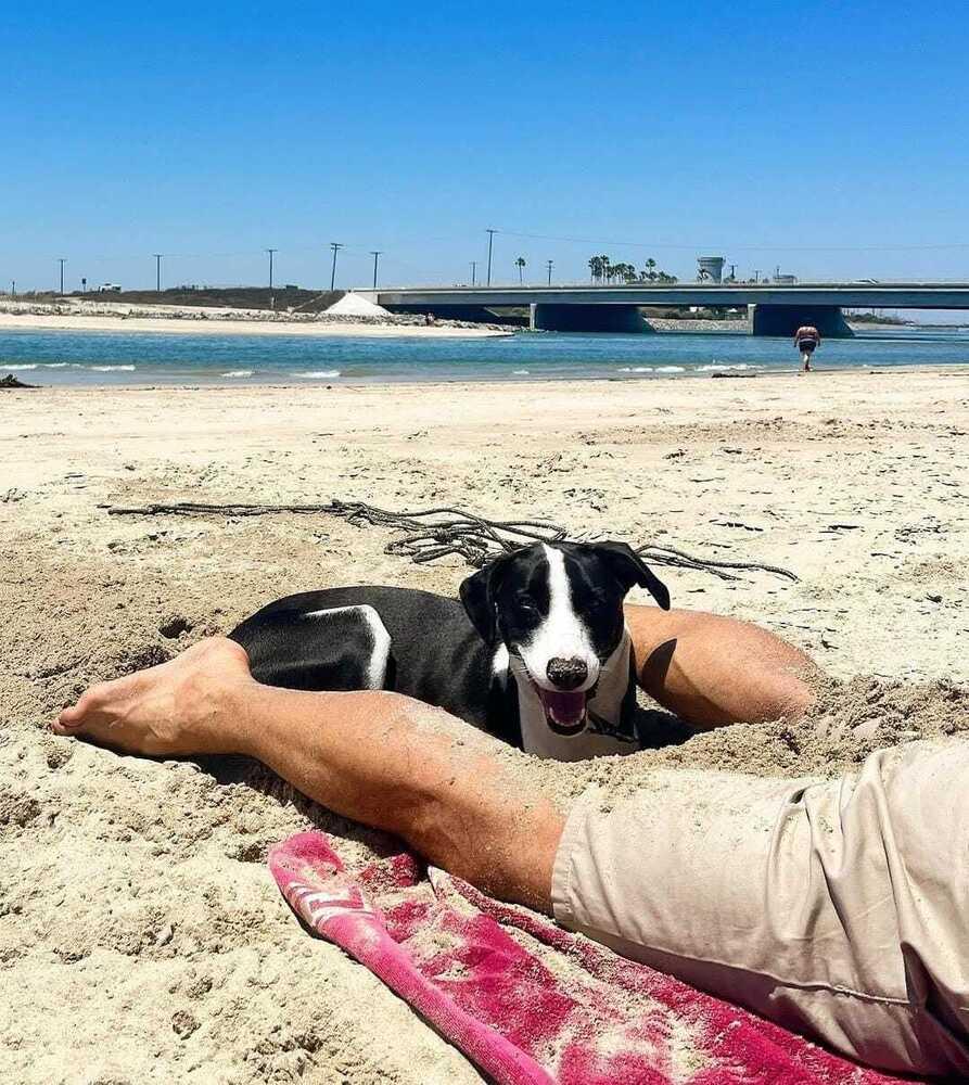 Enlarge Nopal, a Adoptable mixed breed in San Diego, CA image 4/6