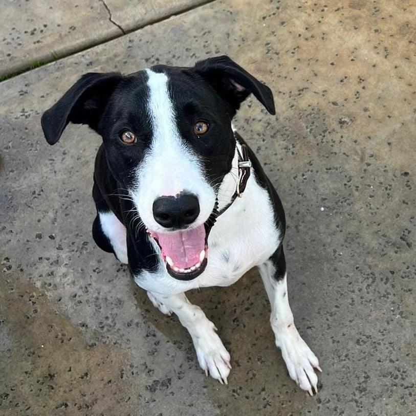 Enlarge Nopal, a Adoptable mixed breed in San Diego, CA image 5/6