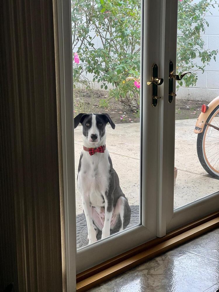 Enlarge Nopal, a Adoptable mixed breed in San Diego, CA image 6/6