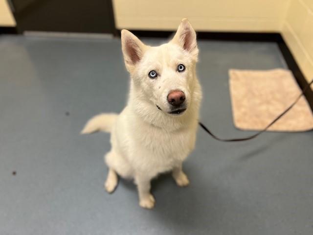 SKY, Adoptable, Young Female Siberian Husky.