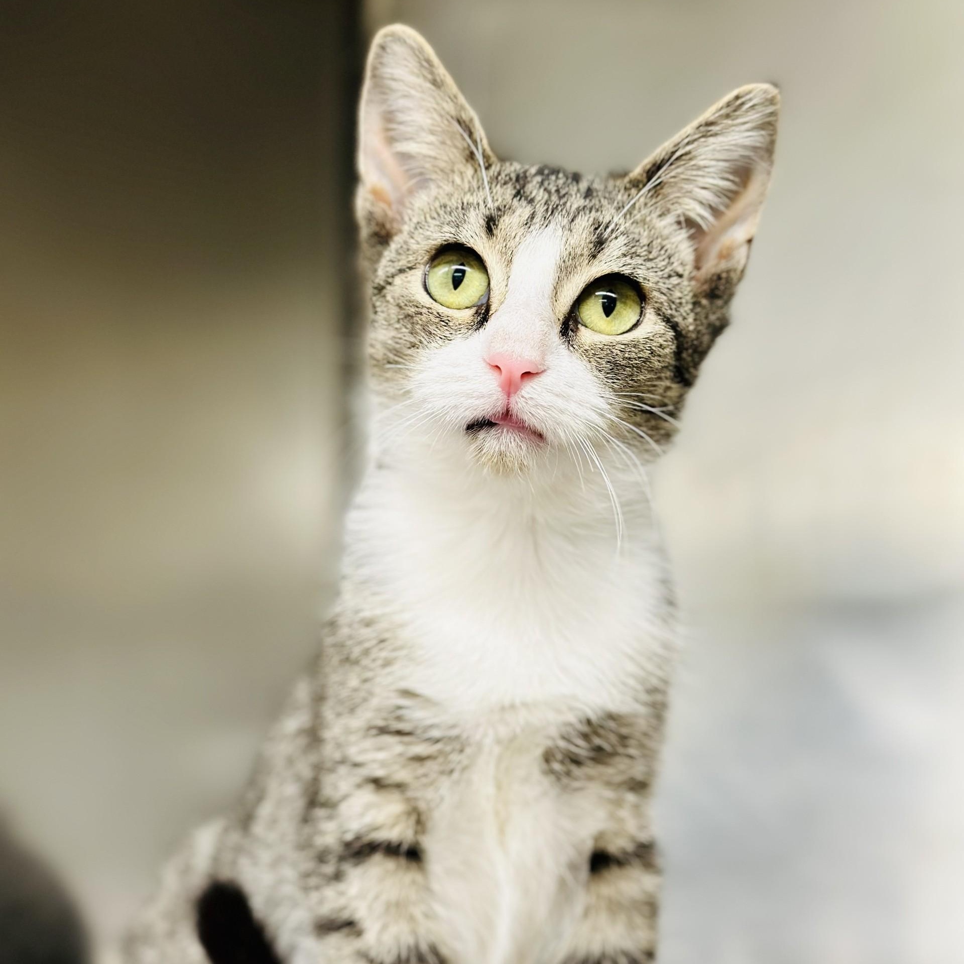 Annie, Adoptable, Young Female Domestic Short Hair.