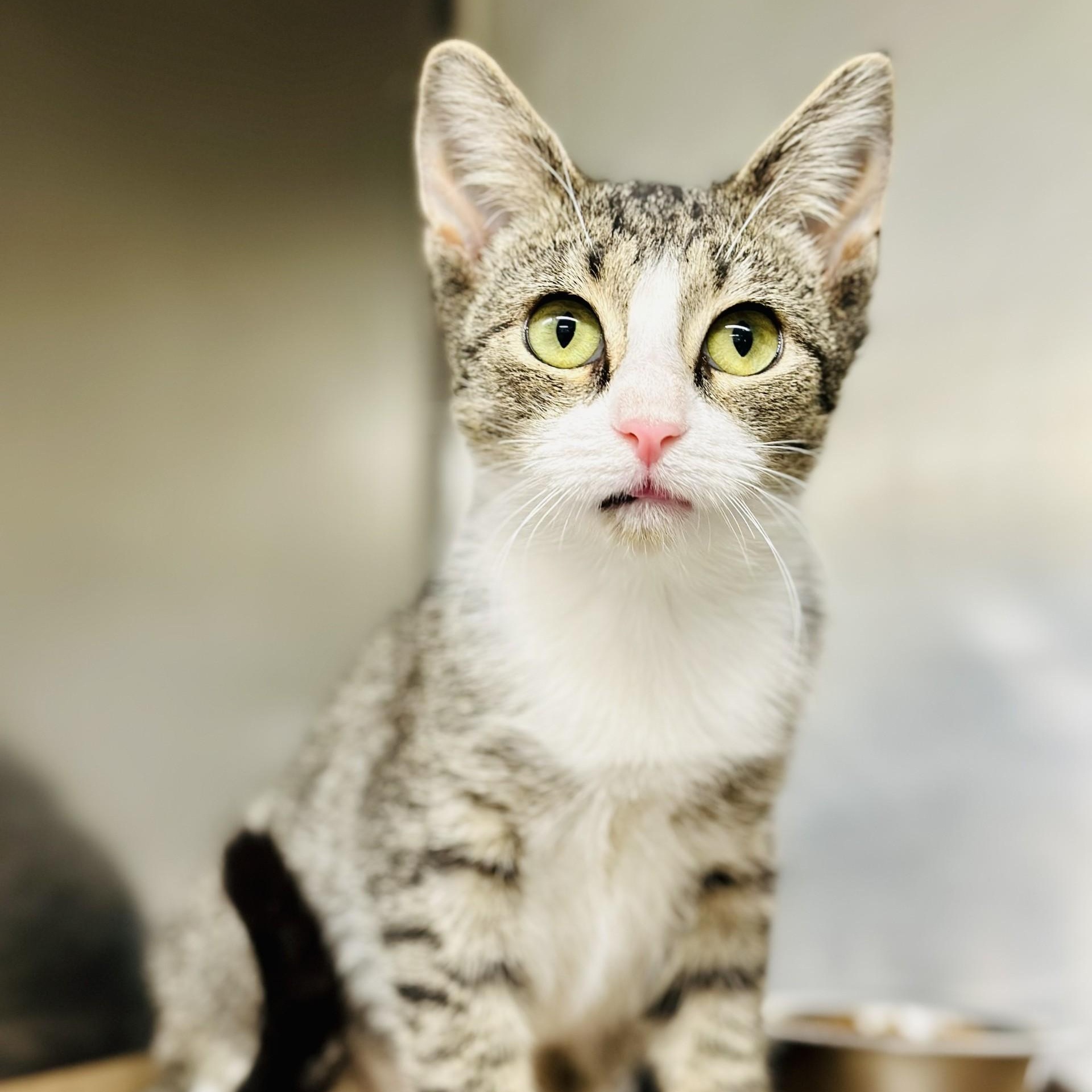 Annie, a Adoptable Domestic Short Hair in Jackson, NJ image 2/2