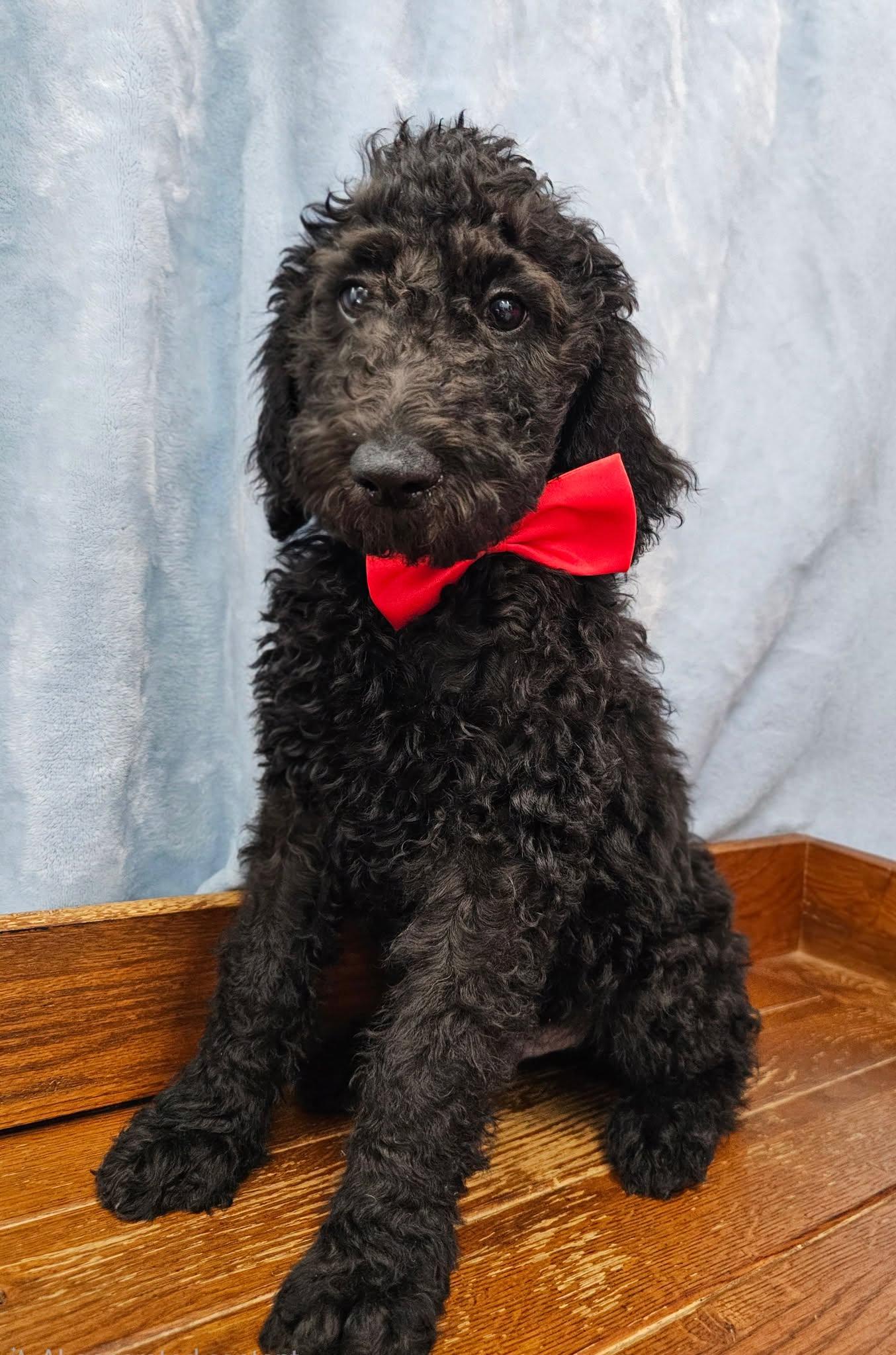 Parsnip, Adoptable, Puppy Male Standard Poodle.