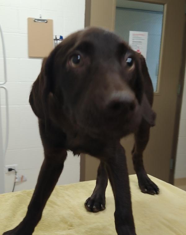 Fields, Adoptable, Puppy Male Labrador Retriever.