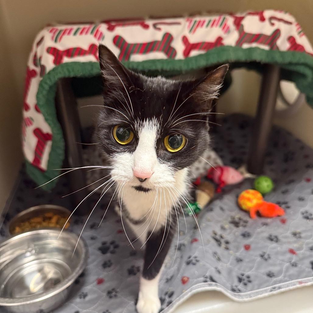 Enlarge Juniper, a Adoptable mixed breed in Caryville, TN image 1/3