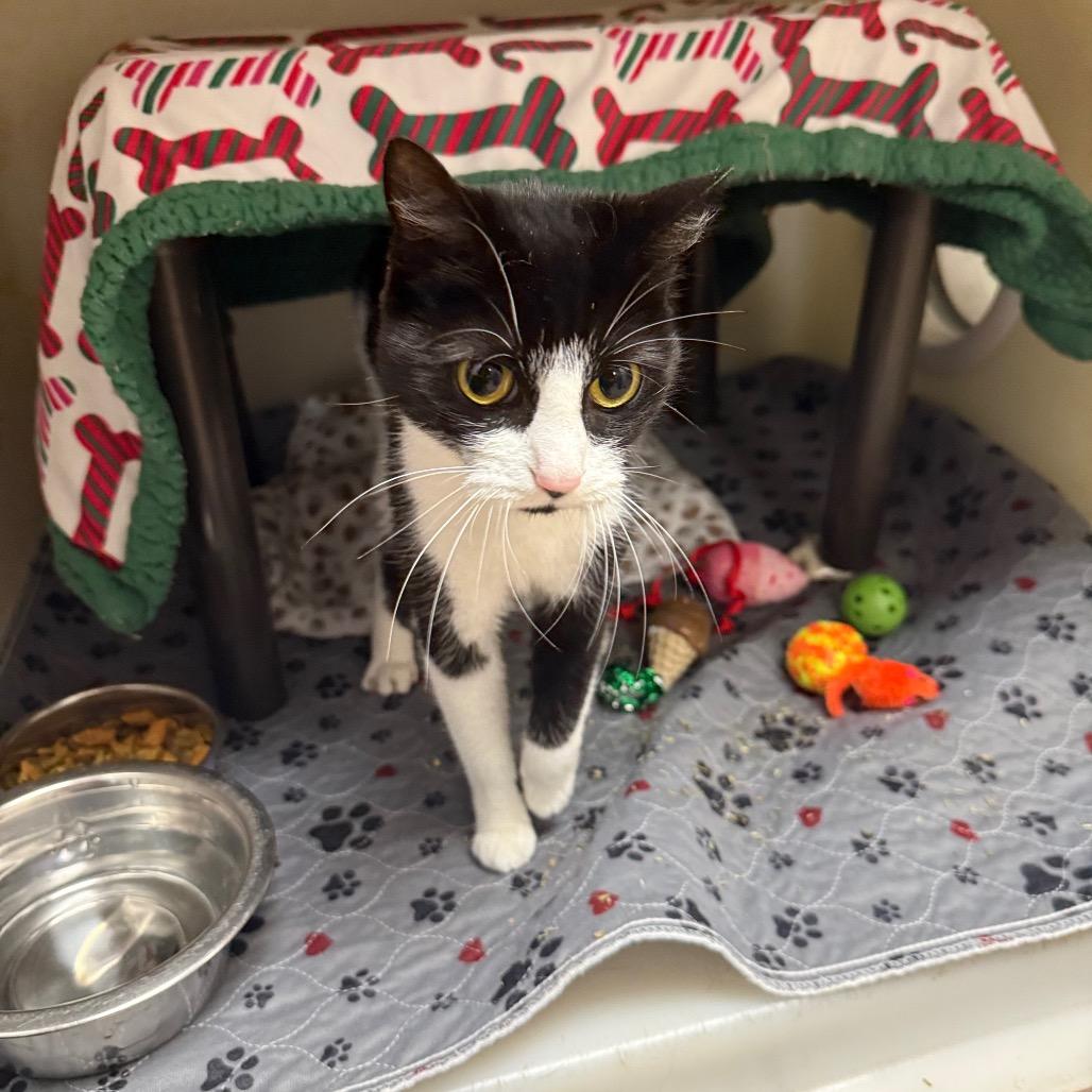 Enlarge Juniper, a Adoptable mixed breed in Caryville, TN image 2/3