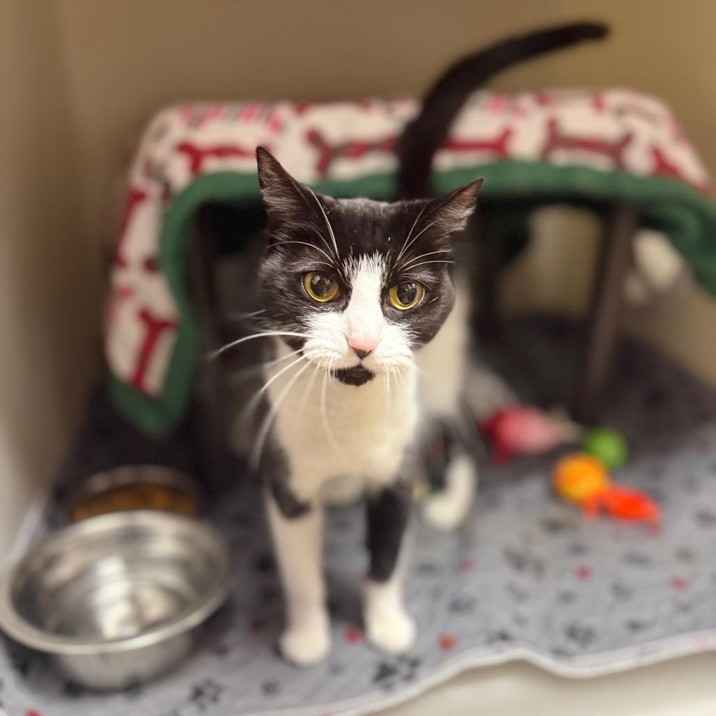 Enlarge Juniper, a Adoptable mixed breed in Caryville, TN image 3/3
