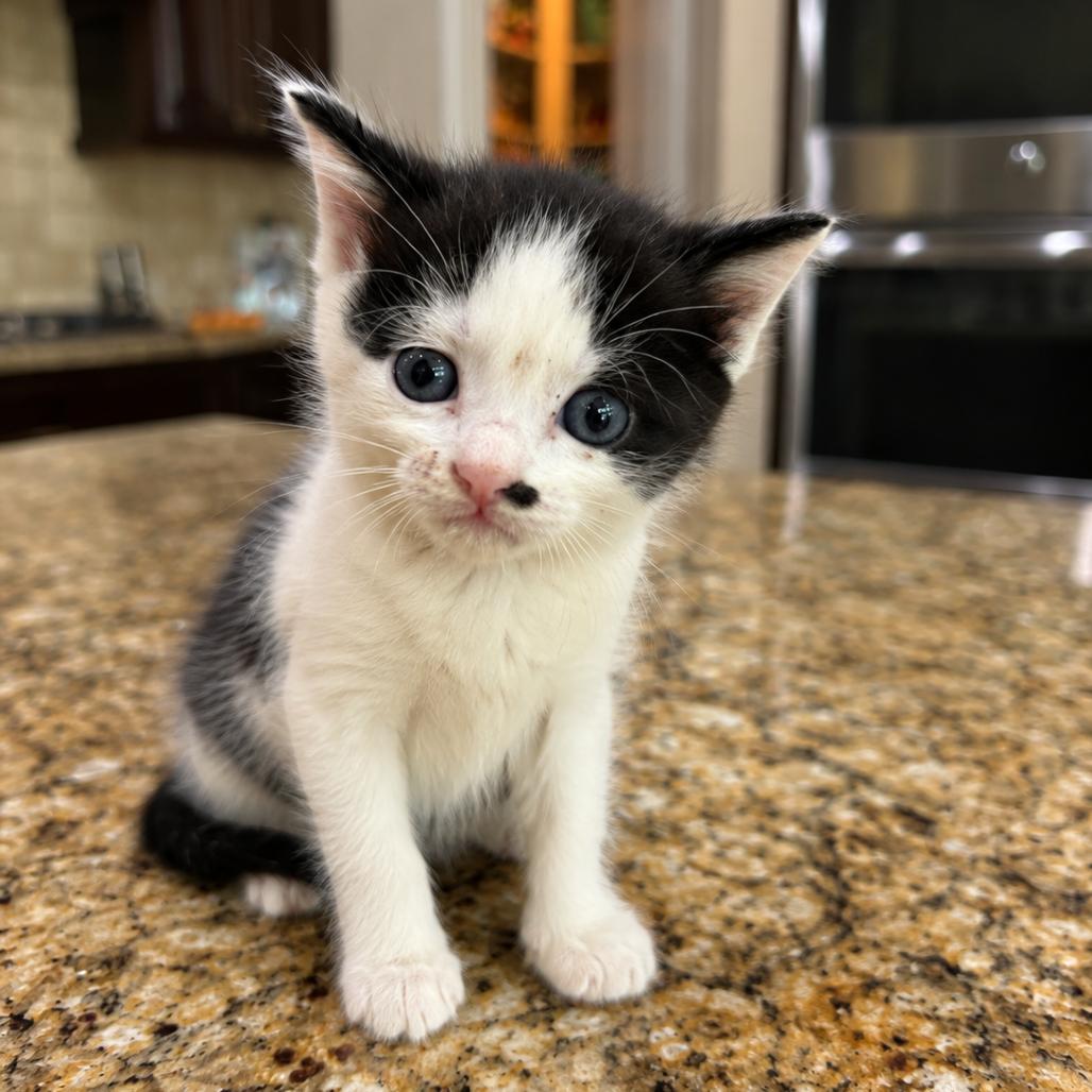 Scuttle, Adoptable, Kitten Female Domestic Short Hair.