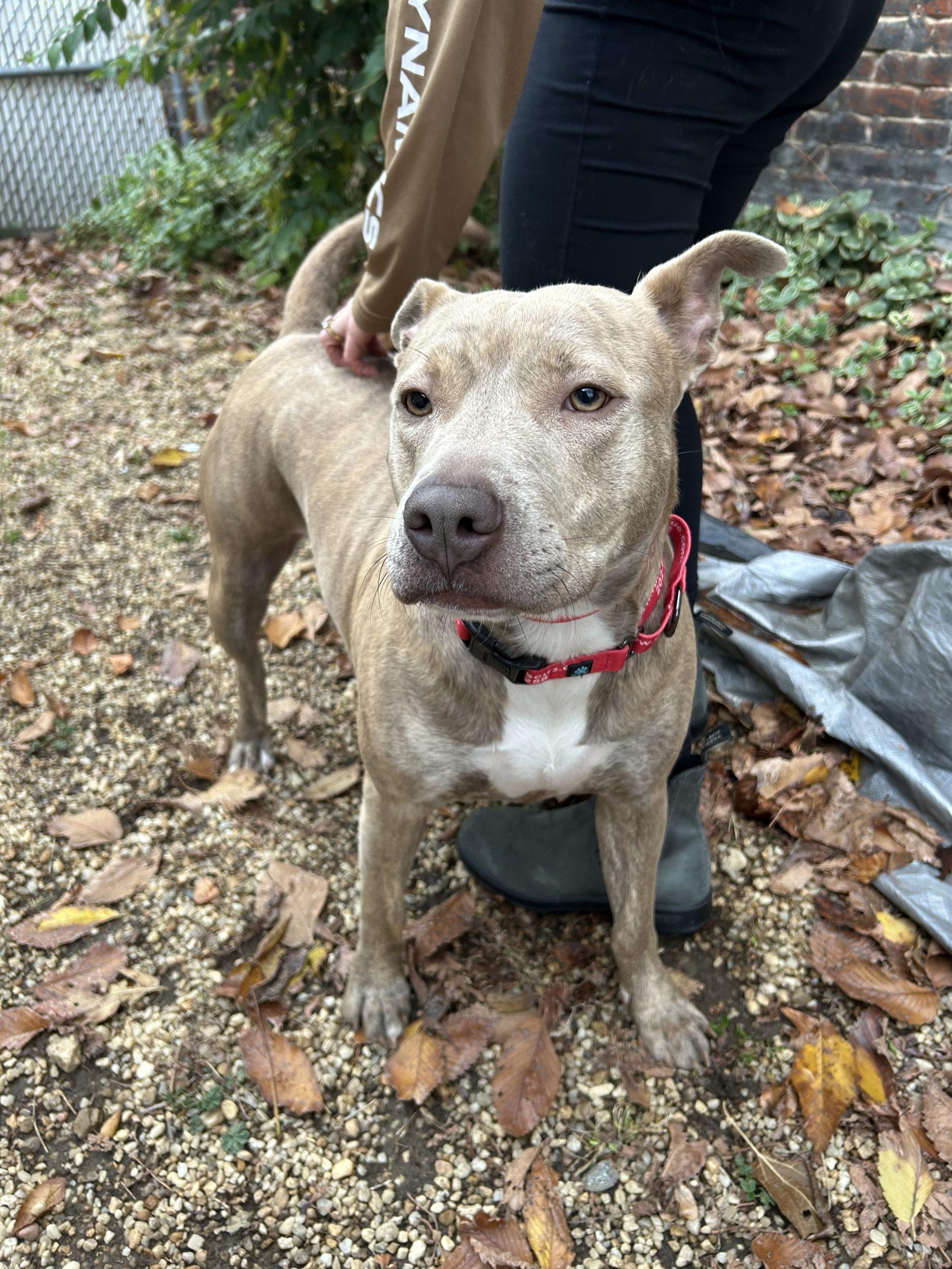 Vela, Adoptable, Young Female Boxer & Mixed Breed.