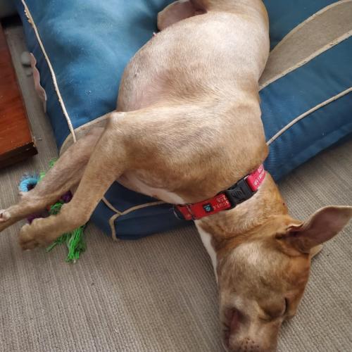 Vela, Adoptable, Young Female Boxer & Mixed Breed.