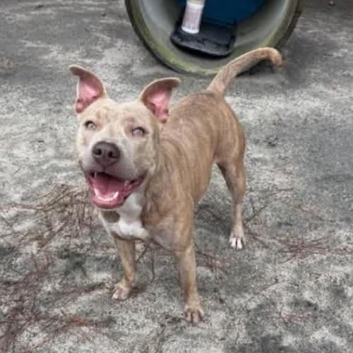 Enlarge Vela, a Adoptable mixed breed in Washington, DC image 3/6